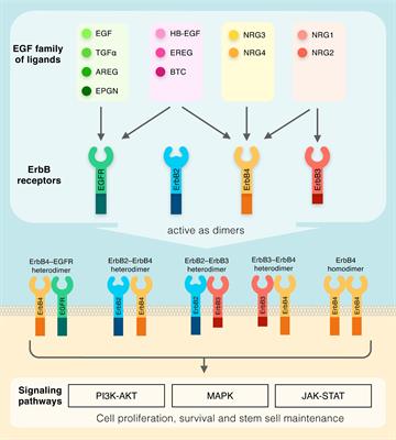 Source and Impact of the EGF Family of Ligands on Intestinal Stem Cells